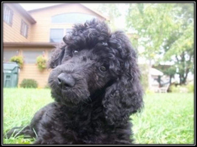 Image result for standard poodle images