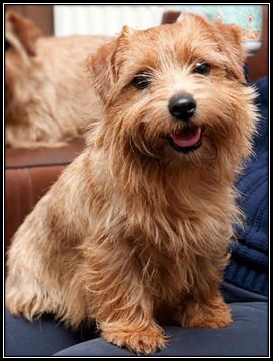 Image result for norfolk terrier images